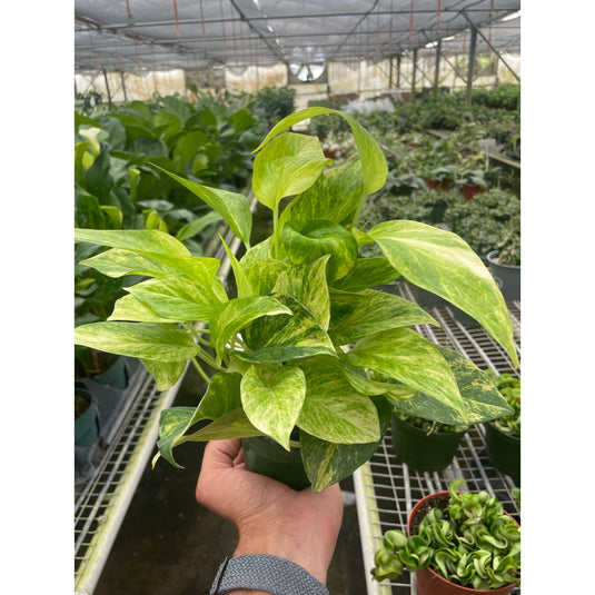 Pothos Neon Queen