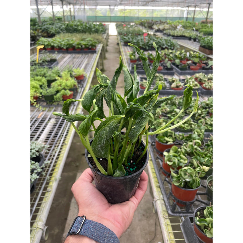 Load image into Gallery viewer, Pothos 'Shangri La', additional product view 3
