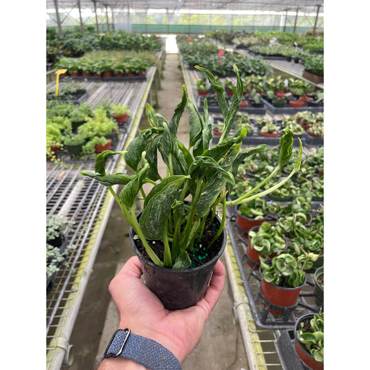 Pothos 'Shangri La', additional product view 3