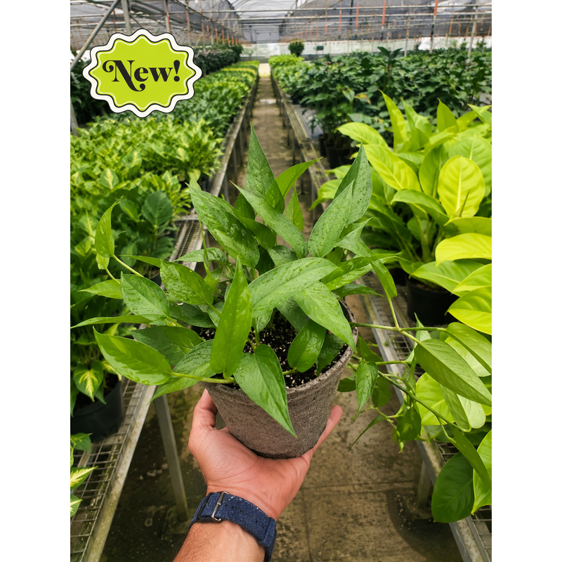 Load image into Gallery viewer, Pothos 'Skeleton Key', additional product view 5
