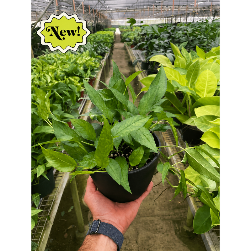 Load image into Gallery viewer, Pothos 'Skeleton Key', additional product view 7
