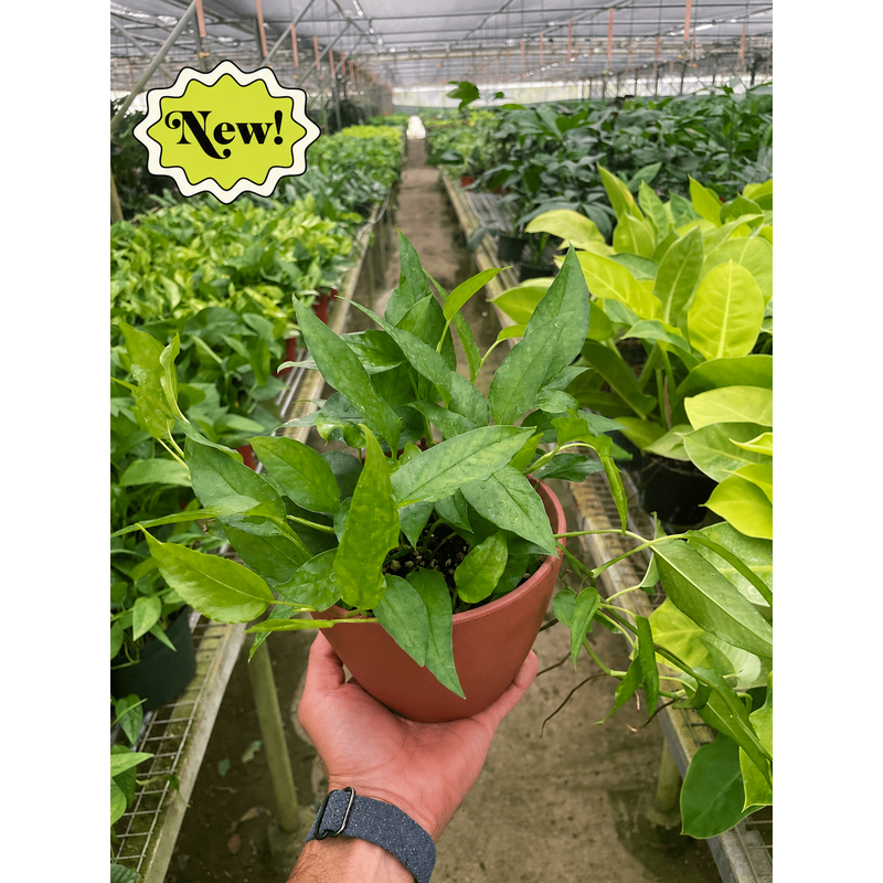 Load image into Gallery viewer, Pothos 'Skeleton Key', additional product view 4
