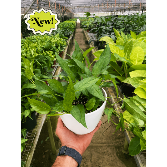 Pothos 'Skeleton Key', additional product view 6
