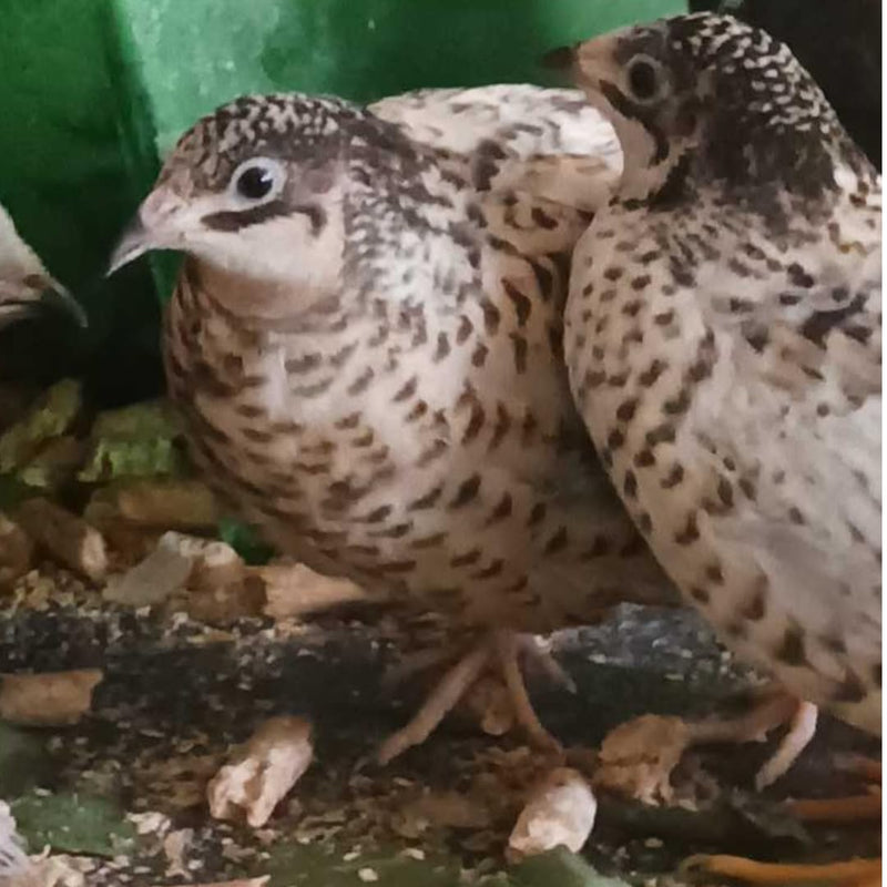 Load image into Gallery viewer, Button Quail Eggs for Hatching - Chinese and King Button Quail, Silver, Dark V, Hens Choice Mix
