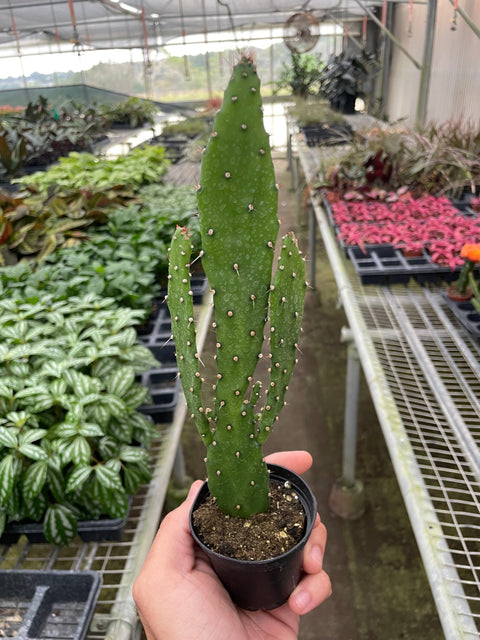 Drooping Prickly Pear Cactus, additional product view 2