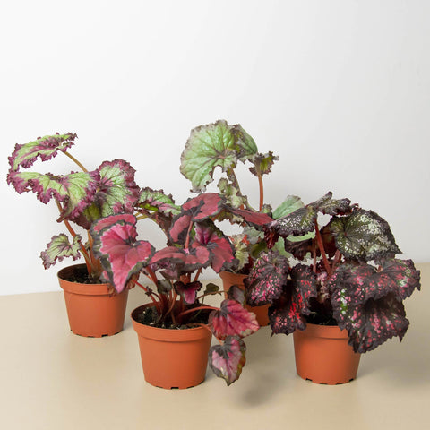 Begonia Rex, 4-pack variety