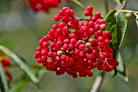 Organic Pacific Red Elderberry seeds package, GrowTime Garden Supply