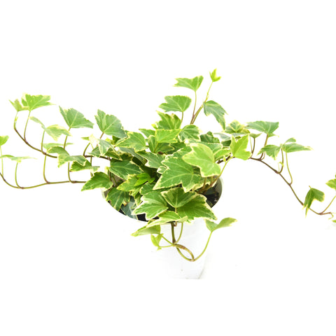 English Ivy Eva