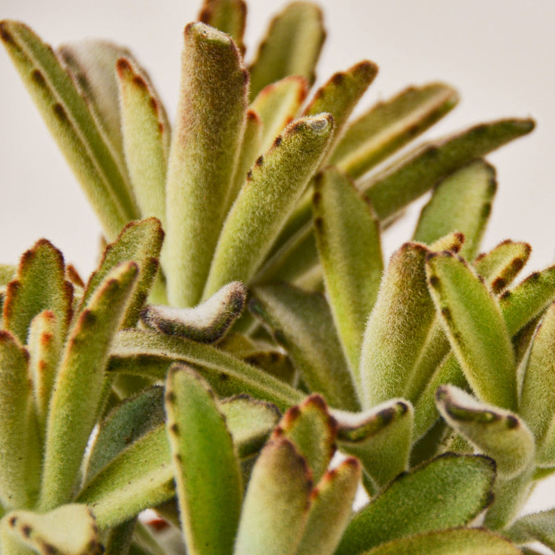 Load image into Gallery viewer, Kalanchoe Tomentosa 'Chocolate Soldier' Succulent - 4" Pot
