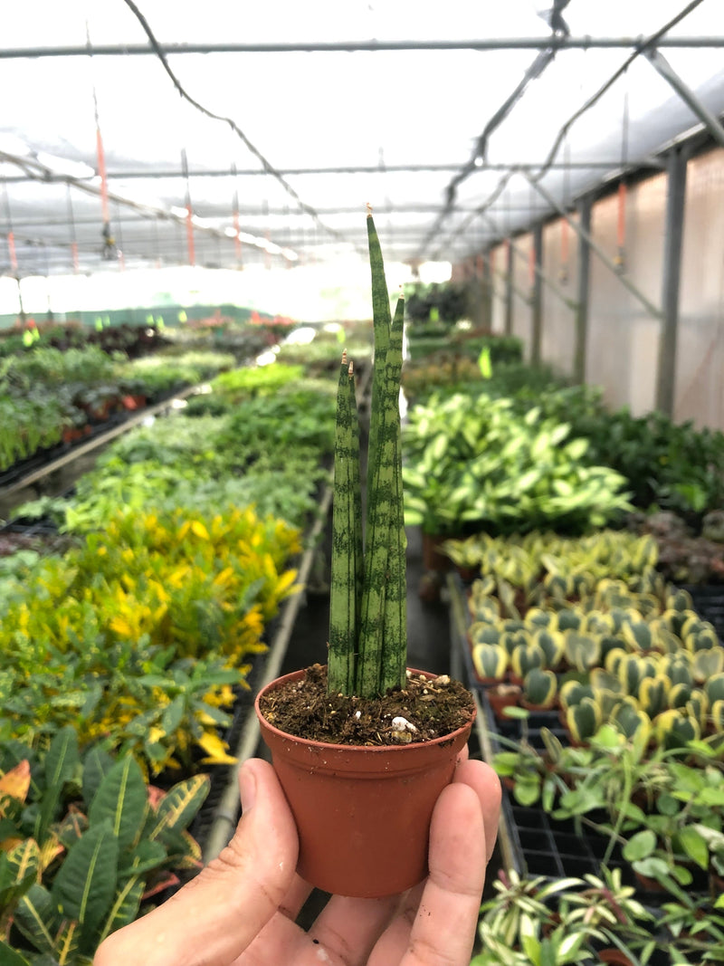 Load image into Gallery viewer, Snake Plant 'Cylindrica'
