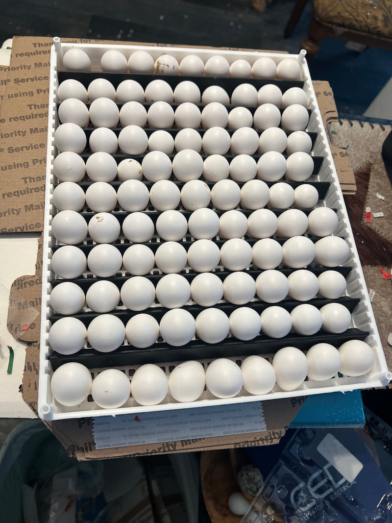 Load image into Gallery viewer, Georgia Giant Quail Hatching Eggs
