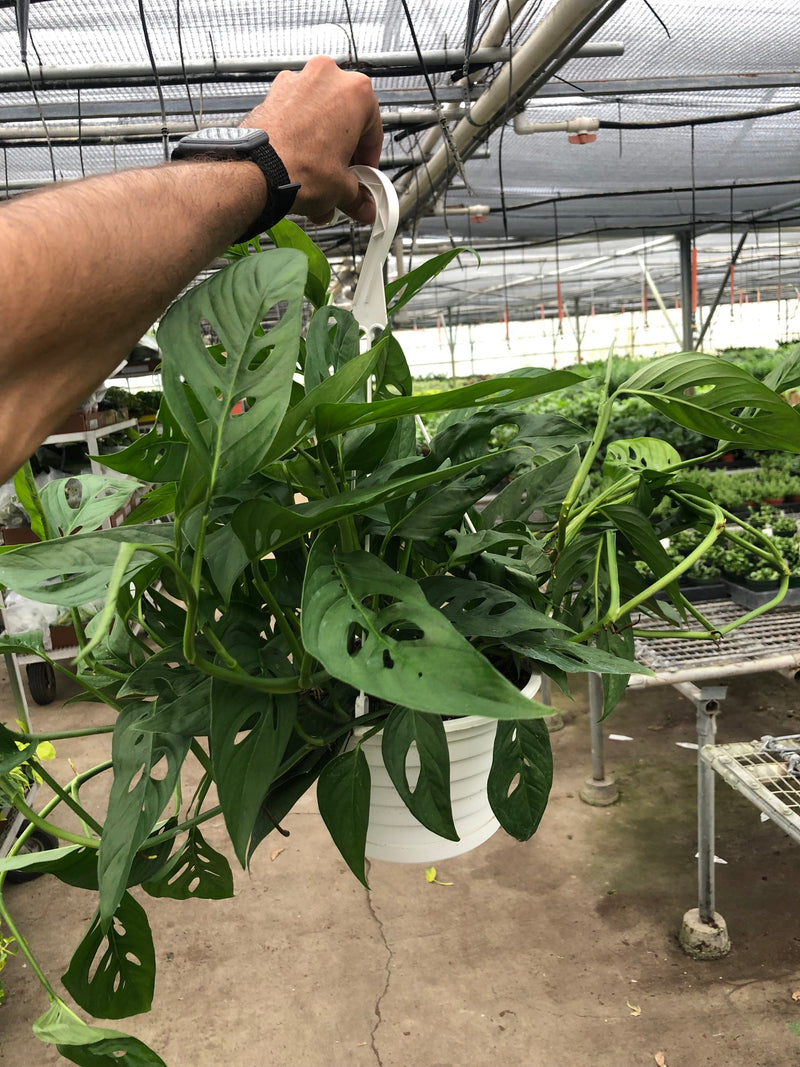 Load image into Gallery viewer, Monstera Adansonii 'Swiss Cheese'
