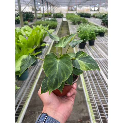 Philodendron Verrucosum