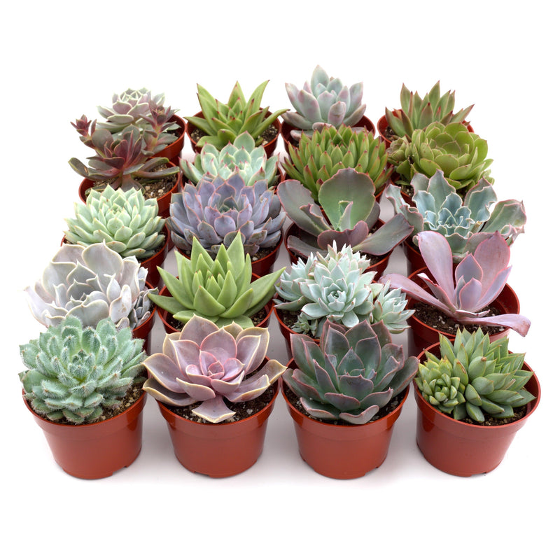 Load image into Gallery viewer, Succulent Variety Packs
