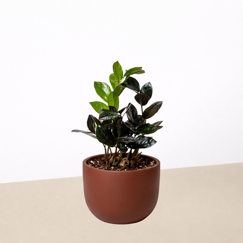 Load image into Gallery viewer, ZZ Zamioculcas 'Black Queen'
