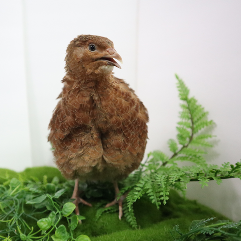 Red Range Coturnix quail hatching eggs, Buddy's Hatchery