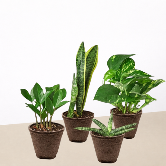 Easy Care Variety Bundle