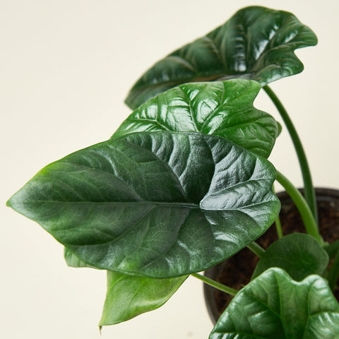 Alocasia 'Mirror Face' - 4