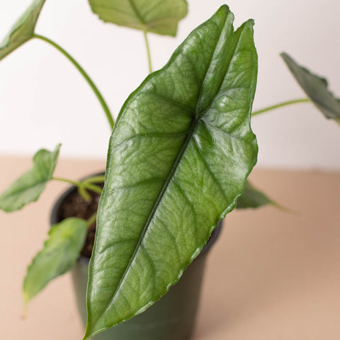 Alocasia 'Dragons Breath', additional product view 2