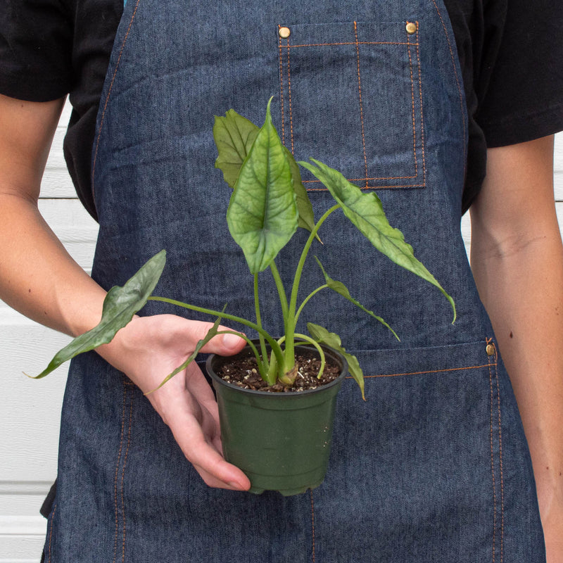 Load image into Gallery viewer, Alocasia 'Dragons Breath'
