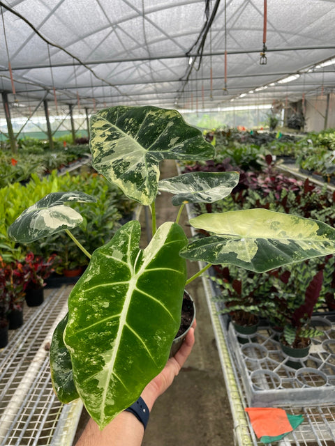 Alocasia Micholitziana 'Frydek' Variegated, additional product view 2
