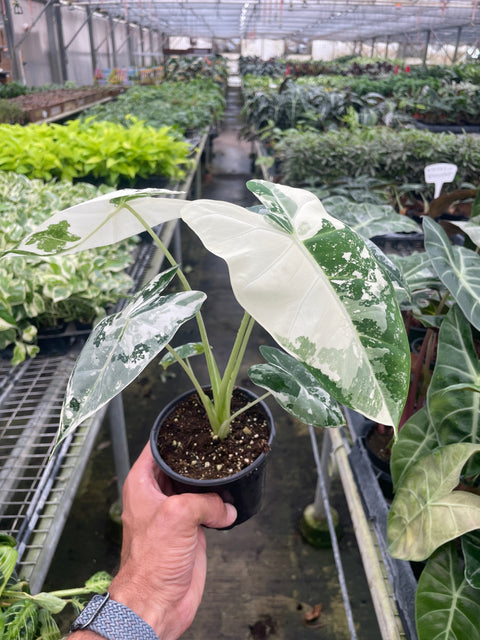 Alocasia Micholitziana Frydek variegated