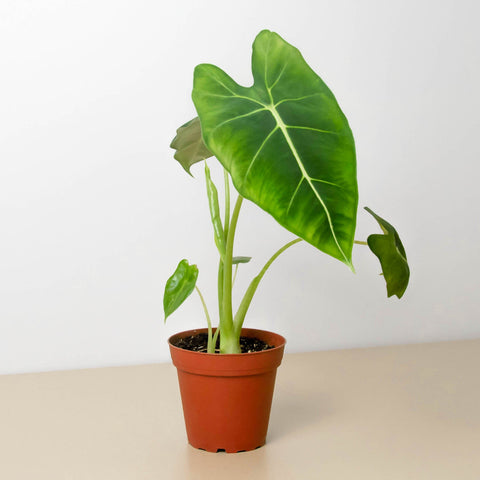 Alocasia Micholitziana Frydek