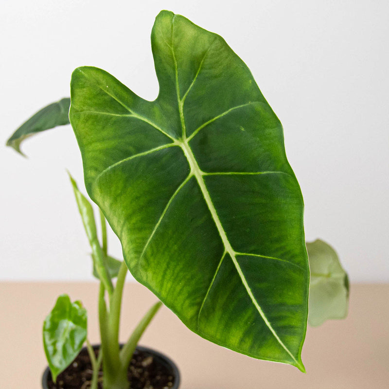 Load image into Gallery viewer, Alocasia Micholitziana 'Frydek'
