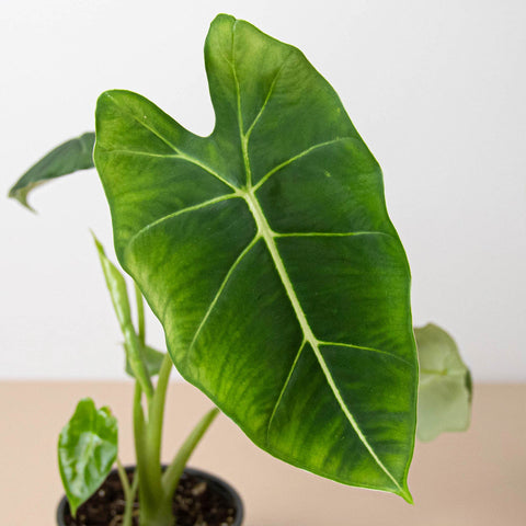 Alocasia Micholitziana 'Frydek', additional product view 2