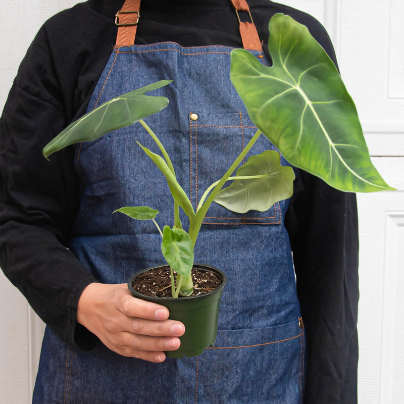 Load image into Gallery viewer, Alocasia Micholitziana 'Frydek'
