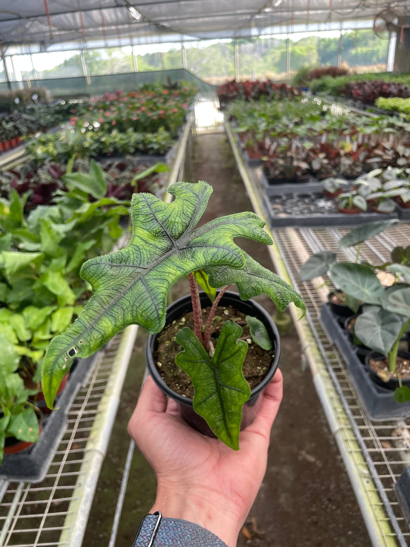 Load image into Gallery viewer, Alocasia 'Jacklyn'
