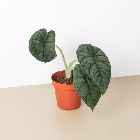 Alocasia 'Melo', additional product view 2