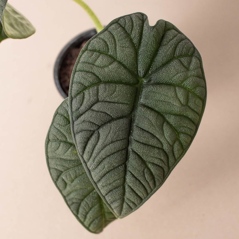 Load image into Gallery viewer, Alocasia 'Melo'
