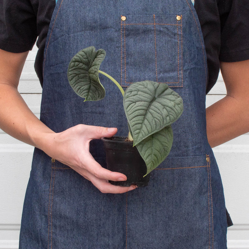 Load image into Gallery viewer, Alocasia 'Melo'
