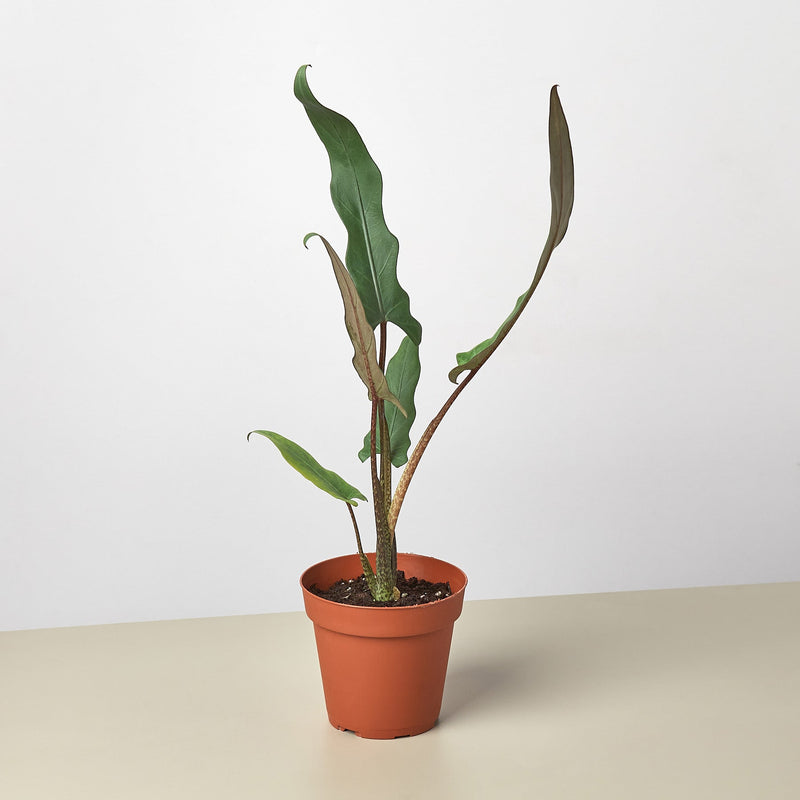 Load image into Gallery viewer, Alocasia 'Purple Sword'
