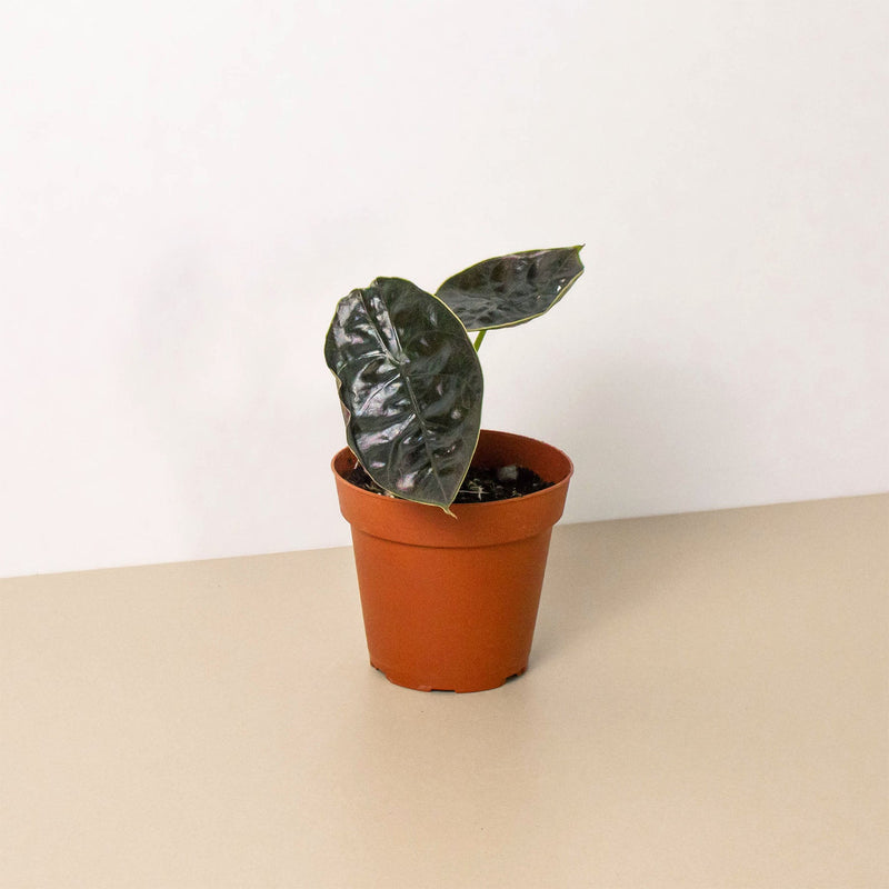 Load image into Gallery viewer, Alocasia 'Red Mambo' - 4" Pot
