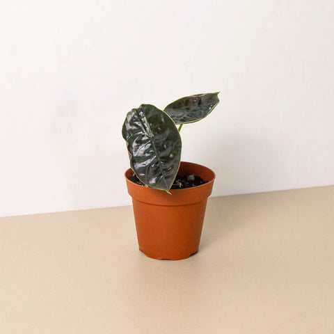 Alocasia Red Mambo, 4-inch pot