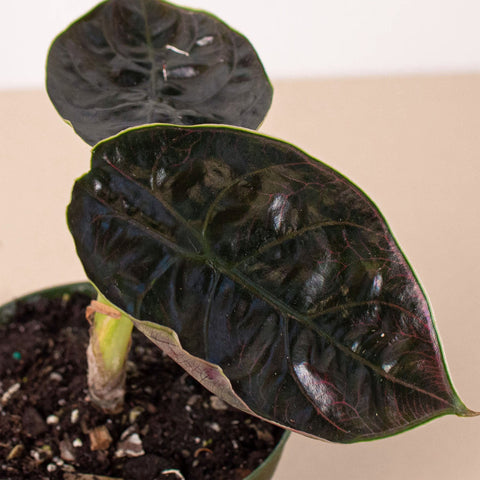 Alocasia 'Red Mambo' - 4