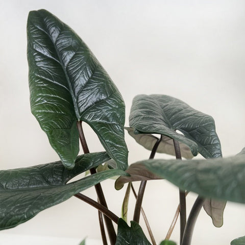 Alocasia 'Scalprum', additional product view 2