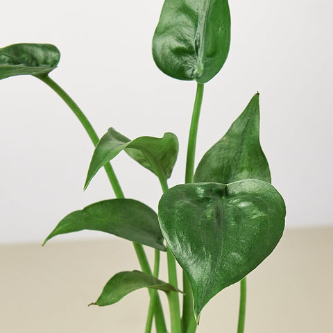 Alocasia 'Tiny Dancer' - 4