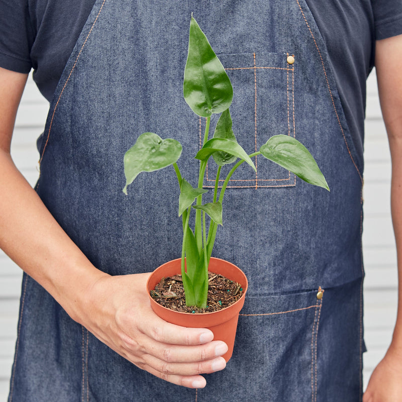 Load image into Gallery viewer, Alocasia 'Tiny Dancer' - 4" Pot

