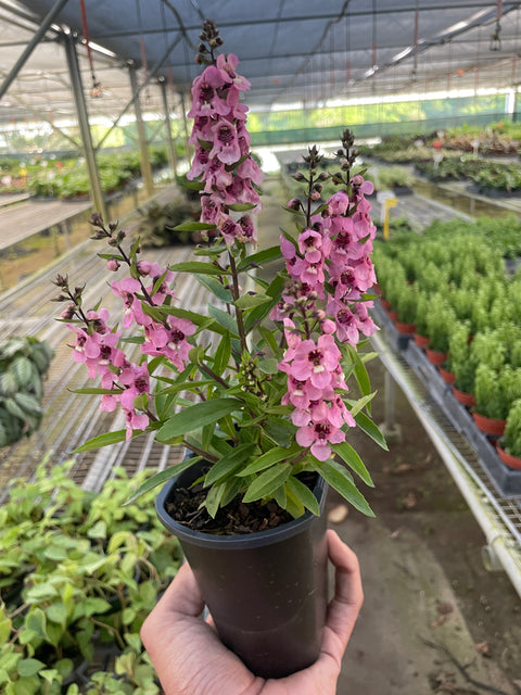 Angelonia flowering plant