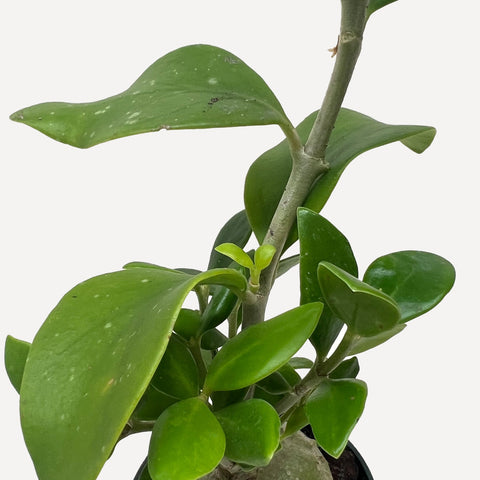 Ant Plant, additional product view 2