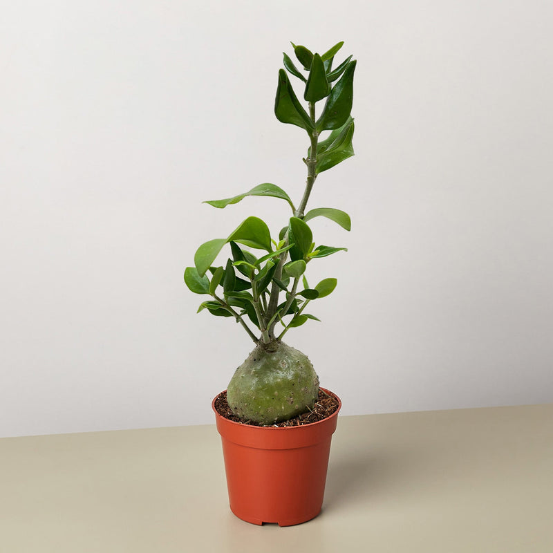 Load image into Gallery viewer, Ant Plant
