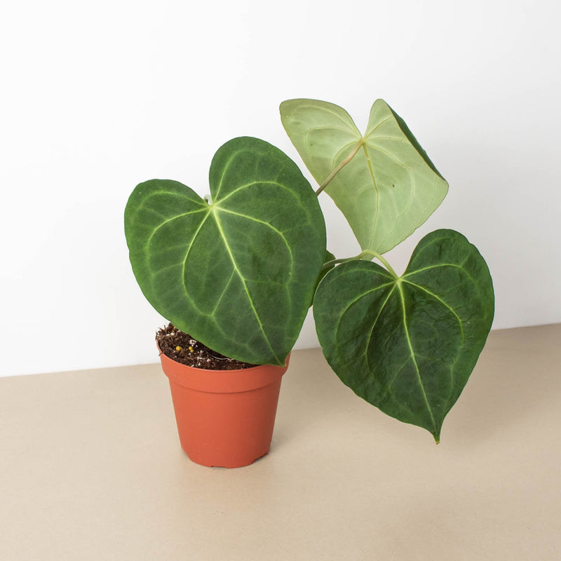 Load image into Gallery viewer, Anthurium 'Clarinervium'
