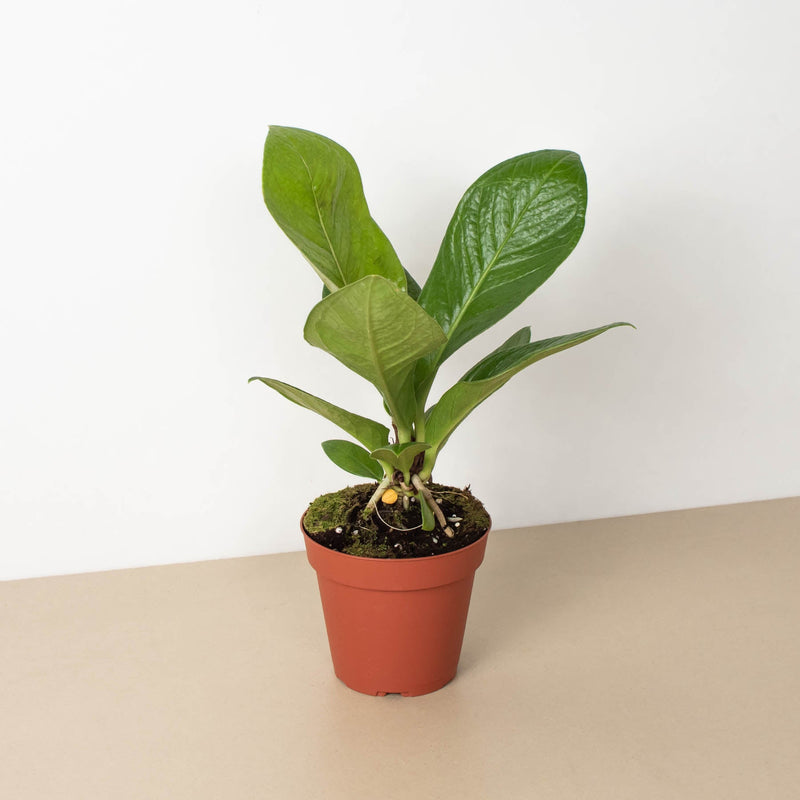 Load image into Gallery viewer, Anthurium 'Cobra'
