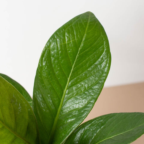 Anthurium 'Cobra', additional product view 2