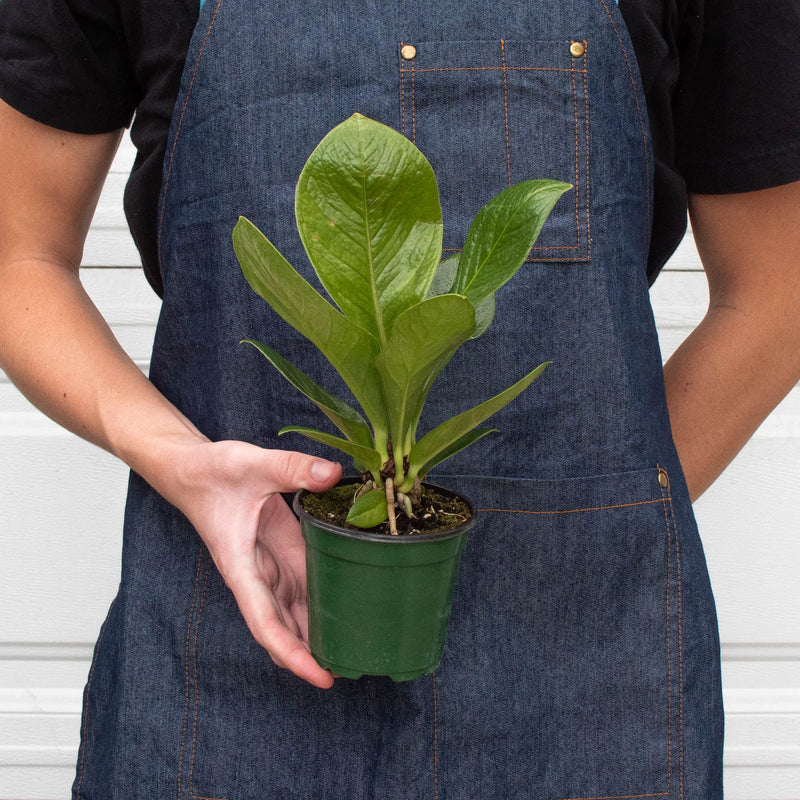 Load image into Gallery viewer, Anthurium 'Cobra'
