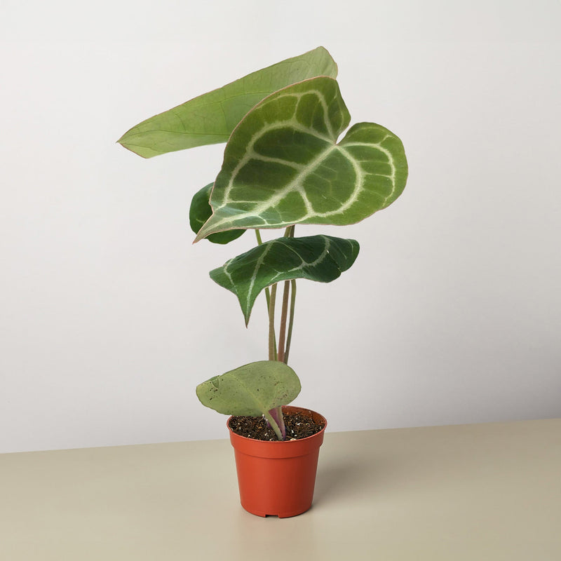 Load image into Gallery viewer, Anthurium Crystallinum
