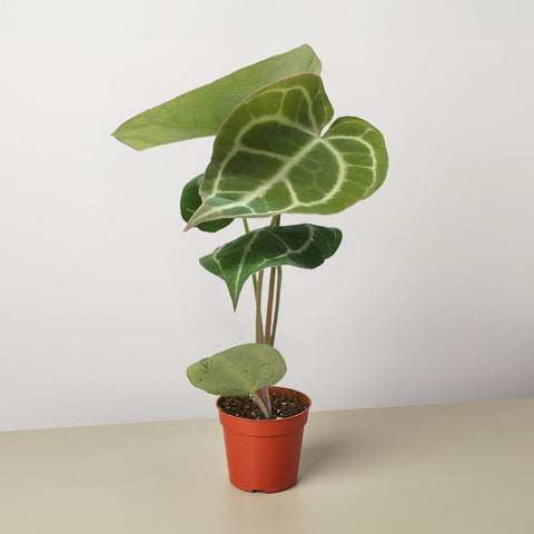 Anthurium Crystallinum